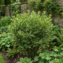 Ligustrum Muster Privet Hedging Plants