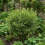 1 Ligustrum Muster Privet Hedging Plant, Fast Growing Evergreen Privacy Hedge, 19cm/3L Root Ball