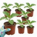Grow Your Own Aubergine Meatball Plants (Set of 3 or 6)