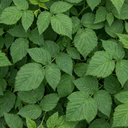 Raspberry Glem Ample Summer Fruiting Plants