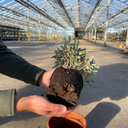 Olea europaea Plant