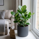 Clusia Rosea Autograph Tree Plants