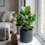 1 Clusia Rosea Autograph Tree Live Houseplant, Easy Care Indoor Tropical Plant, 17cm Root Ball