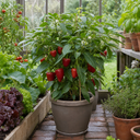 Sweet Pepper Red King Plants