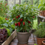 1 Sweet Pepper Red King Plant, Easy to Grow Your Own Vegetables, Garden Ready, 2Ltr Root-Ball
