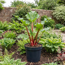 Rhubarb Timperley Early Plants