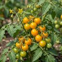 Tomato Honeycomb Variety Plants (Set of 3 or 6)