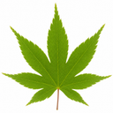 3 Litre Green Leaf Acer Tree, Nursery Pots, Outdoor Garden
