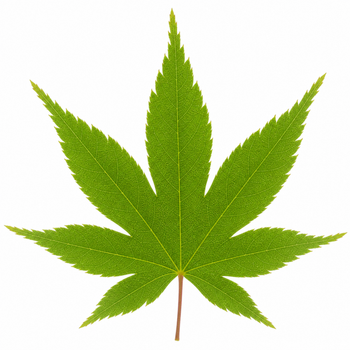Acer palmatum (Japanese Maple) – Green Leaf (3L Pot)
