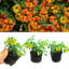 Set of 3 Large Plants - Calibrachoa Cabaret Diva Orange, Outdoor Garden Ready