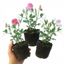 Set of 3 or 6 Large, Garden Ready Plants - Sweet Pea Cupid Mix, 10.5 cm Rootballs