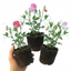 Set of 3 or 6 Large, Garden Ready Plants - Sweet Pea Cupid Mix, 10.5 cm Rootballs