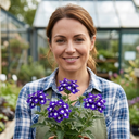 Trailing Verbena Blue Eye Plants (Set of 3 or 6)