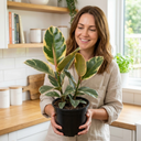 Ficus Elastica Tineke Rubber Tree Plants