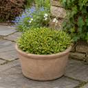 3 Arabis Old Gold Rock Cress Plants, 9cm Pots