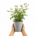 3Ltr Patio Rose Plant, White Rose Bush, Nursery Pots