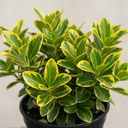 Euonymus Aureomarginatus Plant (2L Pot)