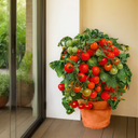 Tomato Veranda Red Plant (5L Pot)