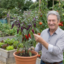 Grow Your Own Chilli Pepper Gusto Purple Plants (Set of 3 or 6)