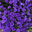 1 Large Aster Plant - Alpha Dark Purple Space, Ready to Plant in Your Garden, 2L