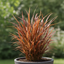 1 Large Plant - Uncinia Everflame, Ready to Plant in Your Garden, 2L Pot