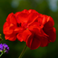 Set of 3 or 6 Large Plants - Geranium Toscana Mylena, Ready to Plant in Your Garden