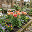 Set of 3 or 6 Ranunculus Vortex Orange Pink Persian Buttercup Plants, Hardy Perennial, Spring Flowering, Outdoor Garden Ready, 1 Litre Root-Ball