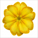 Primula Oakleaf Yellow Picotee Plants