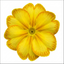 1 Primula Oakleaf Yellow Picotee Hardy Perennial Plant, Outdoor Garden Ready, 2 Litre Root Ball