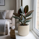 Ficus Abidjan Rubber Plants