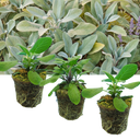 Sage Grower’s Mix Plants (Set of 3 or 6)