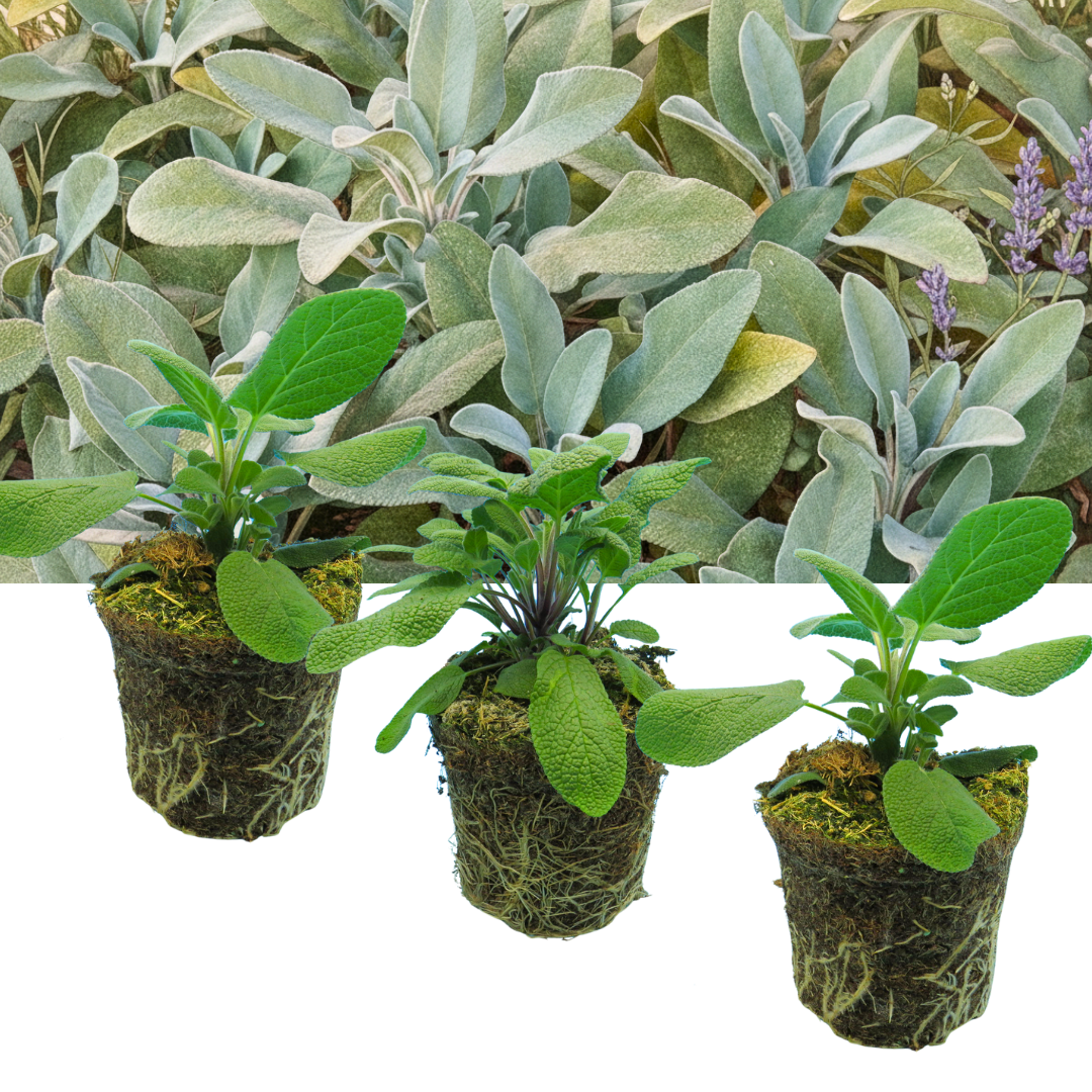 Sage 'Berggarten' & 'Growers Friend' – Culinary Sage Mix (Set of 3 or 6)