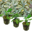 Set of 3 or 6 Large Herb Plants - Sage Grower’s Mix, Ready to Plant in Your Garden, 1L