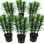 Set of 3 or 6  Large Garden Lily Plants - Asiatic Lily Orange, Ready to Plant in Your Garden