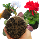 Cyclamen Flame Growers Selection Plant
