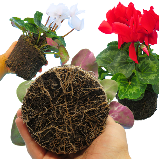 Cyclamen Flame Growers Selection – Winter Bedding (Set of 3 or 6)