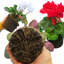 Large Cyclamen Flame Growers Selection