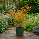 3L Orange Leaf Acer Tree, Nursery Pot, Patio Garden Pots