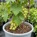 Grape Vitis Victoria White Plant (3L Pot)
