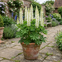 Lupin West Country Polar Princess Plant (3L Pot)