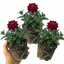 Set of 3 or 6 Verbena Trailing Deep Red Plants, Summer Flowering Bedding, Hanging Basket & Outdoor Garden Ready, 10.5cm Root Ball