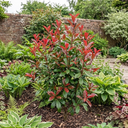 Photinia Louise Plants