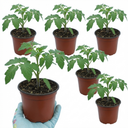Tomato Brandy Boy Variety Plants (Set of 3 or 6)