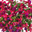 3 Large Plants - Fuchsia Diva Rose & Violet, Ready to Plant in Your Garden