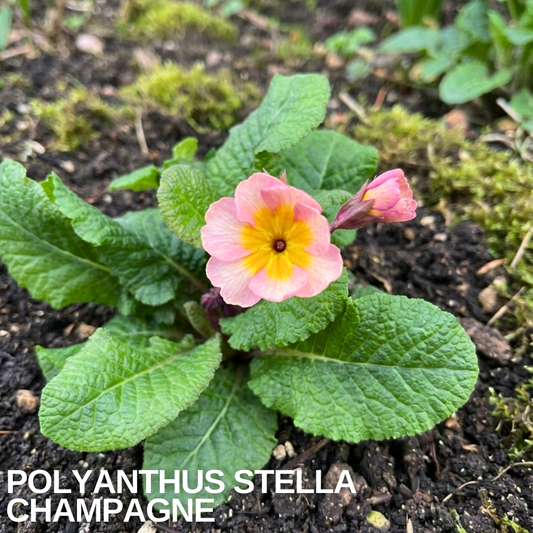 Salmon-pink polyanthus flower with a golden centre above broad green leaves in dark soil, caption overlaid