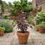 1 Physocarpus Lady in Red Plant, Hardy Bee Friendly Deciduous Garden Shrub, 3 Litre Root Ball