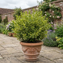 Ligustrum Muster Privet Hedging Plants