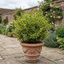 1 Ligustrum Muster Privet Hedging Plant, Fast Growing Evergreen Privacy Hedge, 19cm/3L Root Ball