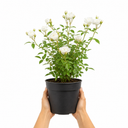 3Ltr Patio Rose Plant, White Rose Bush, Nursery Pots