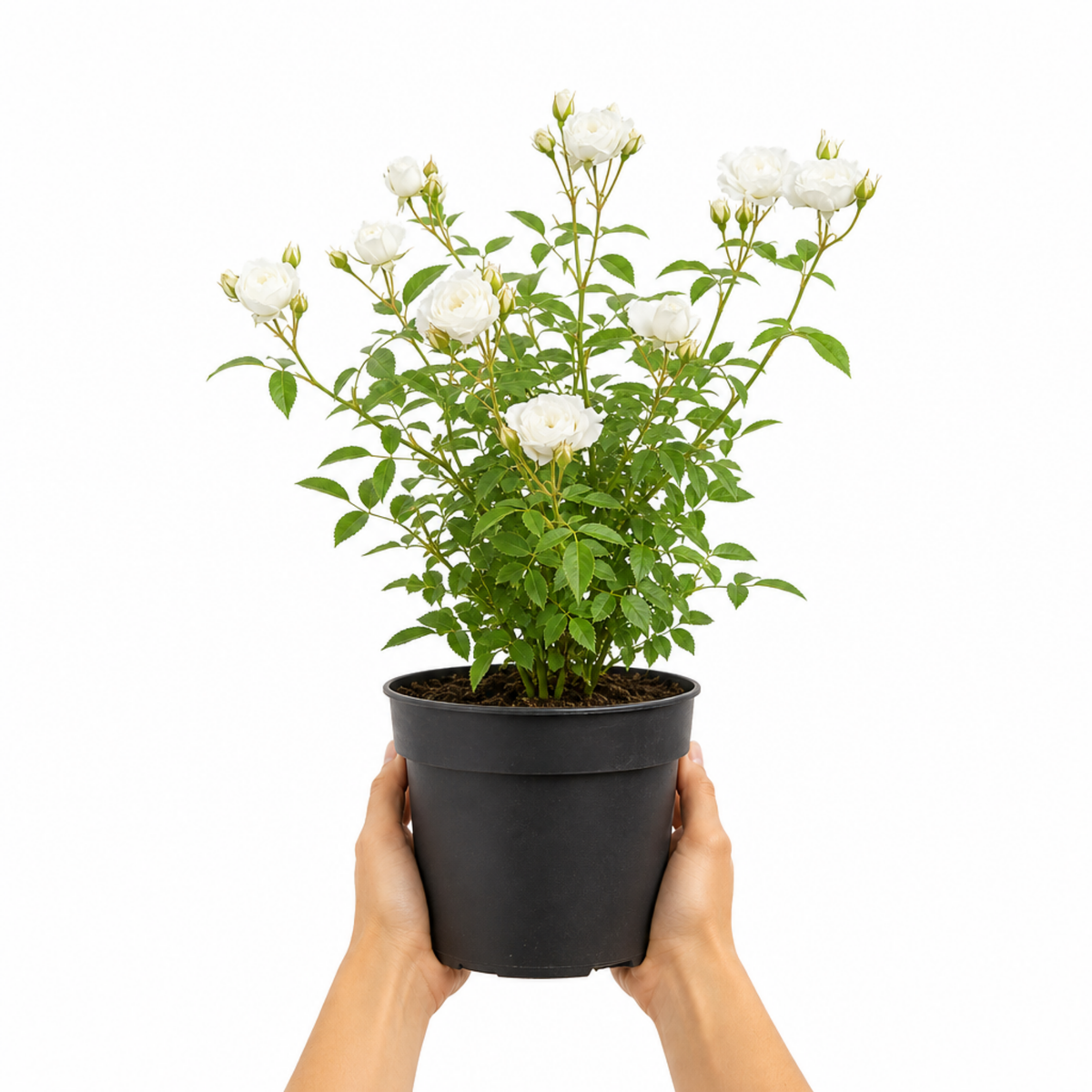 Patio Rose, White – Compact Repeat Flowering Rose (3L Pot)